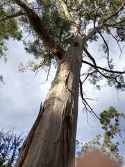 Eucalyptus pulchella