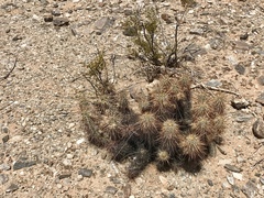Echinocereus engelmannii engelmannii