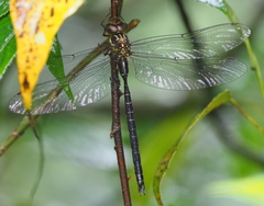 Cephalaeschna aipishishi