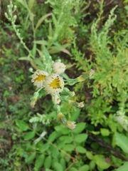 Lactuca indica