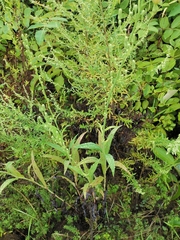 Lactuca indica