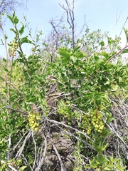 Anisomeria littoralis