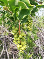 Anisomeria littoralis