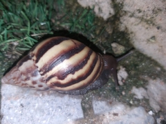 Lissachatina fulica