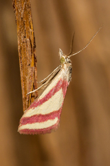 Microtheoris vibicalis