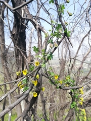 Tropaeolum brachyceras