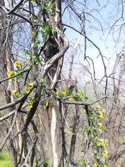 Tropaeolum brachyceras