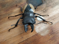 Odontolabis cuvera cuvera