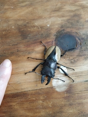 Odontolabis cuvera cuvera