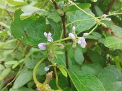 Glycine max soja