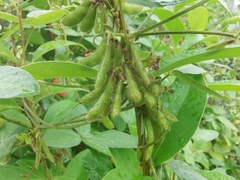 Glycine max soja