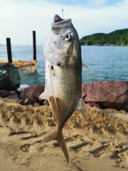 Caranx caninus