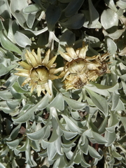 Helichrysum argyrophyllum