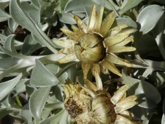 Helichrysum argyrophyllum