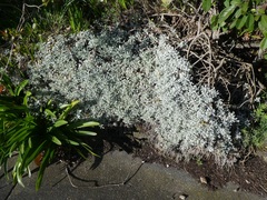 Helichrysum argyrophyllum