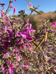 Indigofera basotha