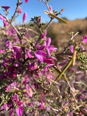 Indigofera basotha