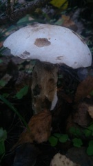 Leccinum percandidum