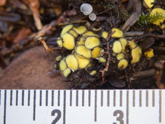 Podophacidium xanthomelum