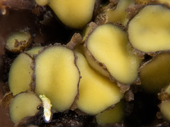 Podophacidium xanthomelum