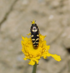 Acmaeodera alicia