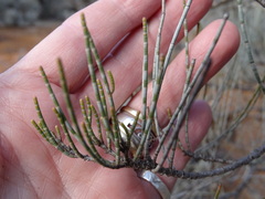 Casuarina pauper