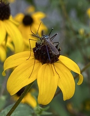 Toxorhynchites rutilus septentrionalis