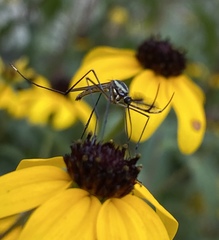 Toxorhynchites rutilus septentrionalis