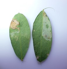 Aulagromyza caraganae