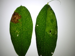 Aulagromyza caraganae