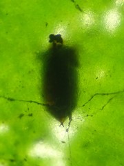 Aulagromyza caraganae