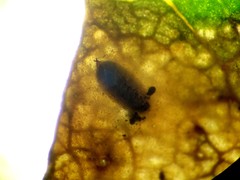 Aulagromyza caraganae