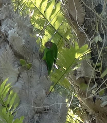 Geoffroyus geoffroyi