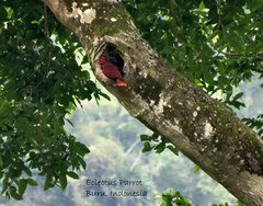 Eclectus roratus roratus