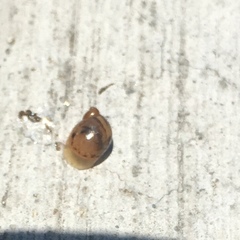 Novisuccinea ovalis