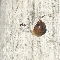 Novisuccinea ovalis