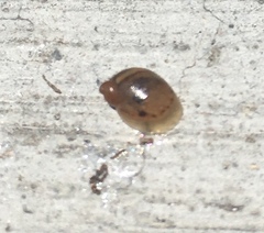 Novisuccinea ovalis