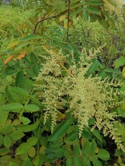 Rhus chinensis