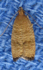Psilocorsis cryptolechiella