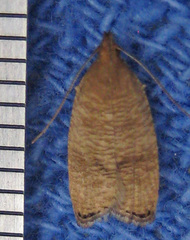 Psilocorsis cryptolechiella