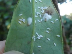 Pseudaulacaspis brimblecombei