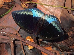 Lexias dirtea merguia