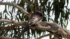 Anthochaera paradoxa
