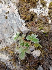 Potentilla × villosula