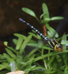 Castoraeschna castor