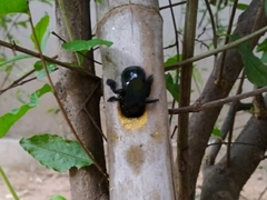 Xylocopa