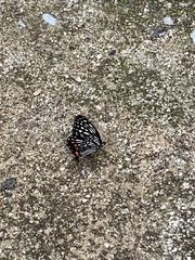 Hestina assimilis assimilis