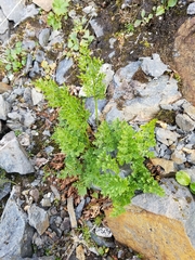 Cryptogramma sitchensis