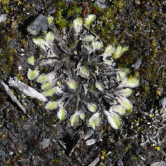 Riccia spongiosula