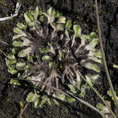Riccia spongiosula